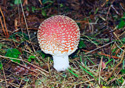 Amanita muscaria